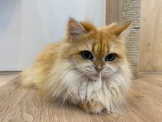 A ragamuffin cat has brown fur is sitting down on the floor