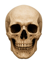 Obraz premium Human skull presenting anatomy and mortality concepts