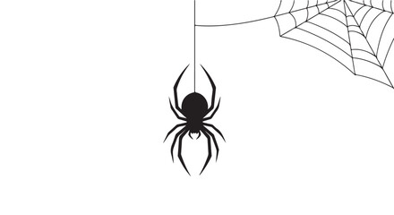 Black spider hanging on a web with white background