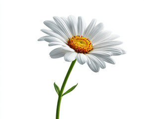 Naklejka premium daisy isolated on white image