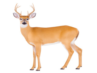 Fototapeta premium Male deer with large antlers standing alert brown fur white underbelly isolated on transparency background wildlife forest animal natural beauty calm expression full body view