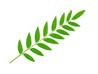 Green leaf branch with multiple elongated leaflets, isolated on transparent background, showing natural texture and vibrant color, perfect for botanical, eco, or nature themed designs