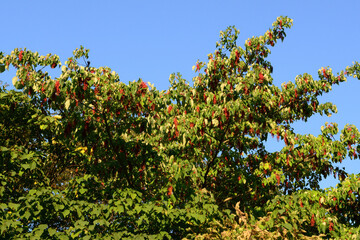 Fototapeta premium Idesia polycarpa is a deciduous broadleaf tree growing up to 15 meters tall, with greenish-yellow flowers in May and red fruits ripening in autumn. Photographed in Korea.