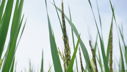 young rice and green leaves