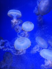 Bright cute jellyfish. Kiev Jellyfish Museum. Ukraine.