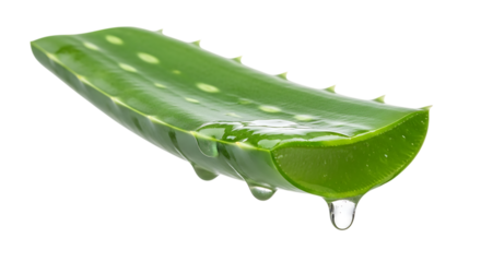 Fresh green aloe vera leaf with clear gel dripping from cut edge, cutout, PNG isolated on white or transparent background