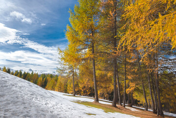 landscape of alpine forest with larches in beautiful golden colors under cloudy sky and first snow...
