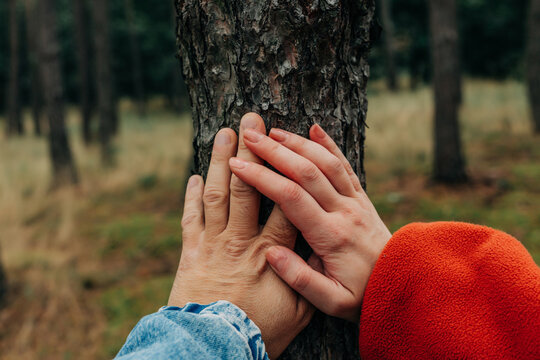Hands touching pine tree trunk in autumn forest symbolizing togetherness