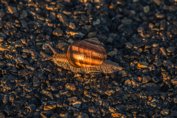 close up of a snail crossing the asphalt road near the French village of Saint Jurs