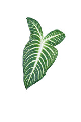 Caladium lindenii,also known as angel wings. A plant leaf isolated on a white background