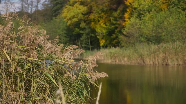 Autumnal reed grasses sway in breeze on natures lakeside habitat