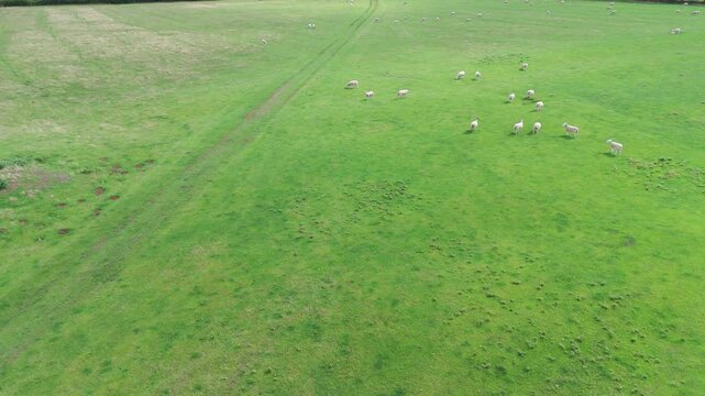 Sheep grazing peacefully in green fields at Egleto Rams in Oakham, Rutland