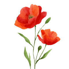 A watercolor illustration of two red poppy flowers with green stems on a Transparent background