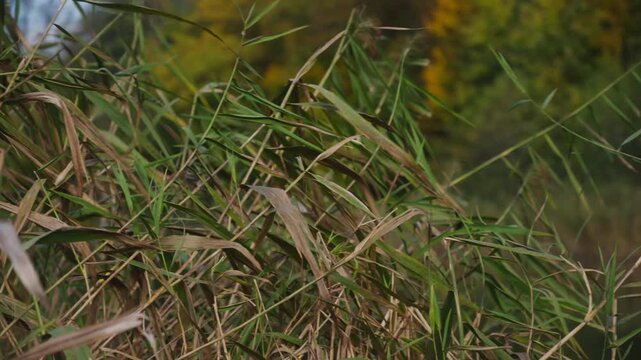 Wetland reed grasses movement revealed with gentle autumn breeze
