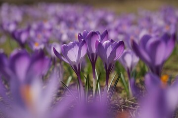 Purple crocus flowers blooming in spring garden nature photography art