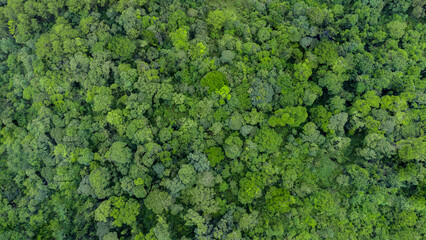 Fototapeta premium Aerial top-down view of a dense green forest, a natural carbon sink. Concept of environment, nature, biodiversity conservation, net-zero emissions, carbon neutrality and a sustainable environment.