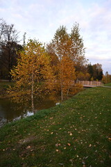 autumn park alley yellow leaves	
