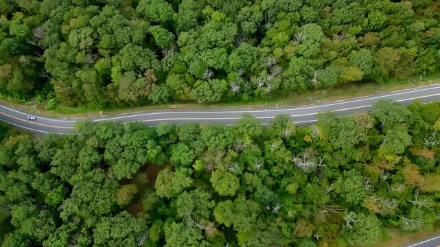 Aerial view of road through vibrant green forest on Mohawk Trail