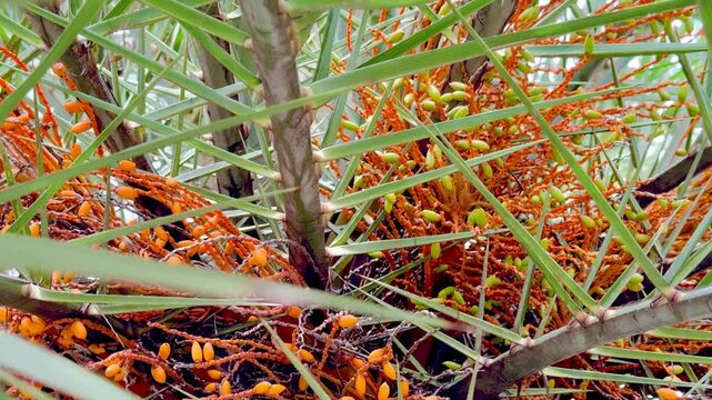 Date fruits grow on Dactylifera palm tree