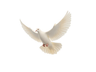 Obraz premium White dove bird flying isolated wings peace freedom animal nature elegant symbol spirituality hope purity calm wildlife soft feather sky gentle serene beautiful flight beak open wings graceful
