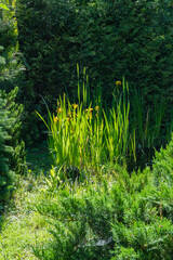Lush garden scene with Yellow flower Iris pseudacorus (yellow flag, yellow iris), lgrowing on shore...