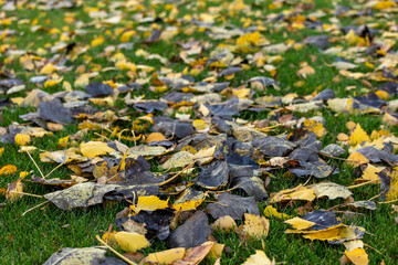 yellow leaves on green grass, background of fallen leaves