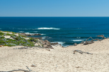 Australian beach scene with wild coast, turquoise water, and dry driftwood. Ideal for tourism ads, nature blogs, or landscape posters.