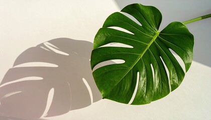 Monstera Leaf Shadow on Pastel Background