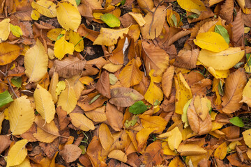 Fallen autumn leaves covering forest ground
