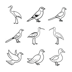 Nine Birds Vector Illustration Collection Outline Drawing Bird Species