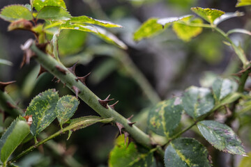 dorne scharf pflanze rose