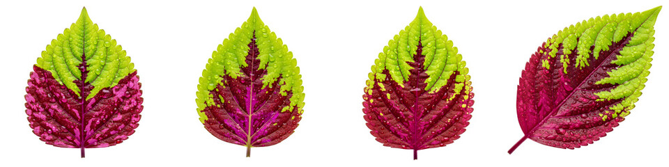 Fototapeta premium Four coleus leaves isolated on transparent background