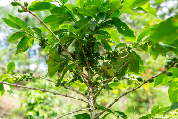 Close-up of a branch of a coffee plant with unripe beans.