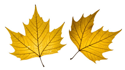 Fototapeta premium Two yellow maple leaves isolated on transparent background