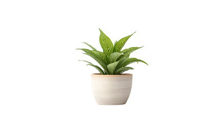 Small dracaena plant in a pot isolated on transparent background, adding a touch of greenery to any space