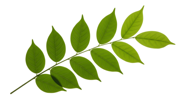 Fresh green leaf branch isolated on transparent background - Powered by Adobe