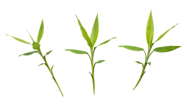Three green plant isolated on transparent background - Powered by Adobe