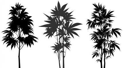 Fototapeta premium Three silhouettes of plants with large, palmate leaves.