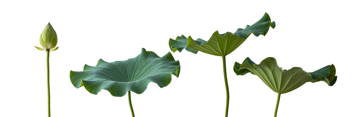 Four lotus plants isolated on transparent background