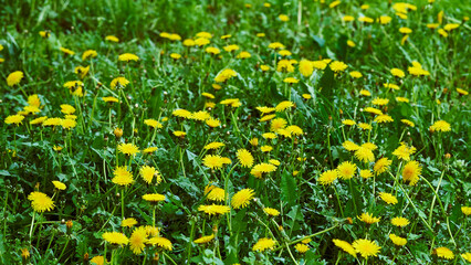 Spring meadow.Family of yellow dandelions on a green meadow