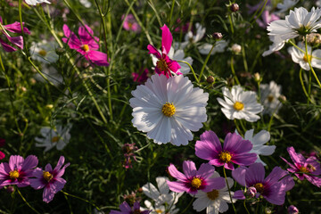 日本、大阪、コスモス、秋菊、鶴見綠地公園、公園、秋、木、花、白色、ピンク、綠色、青空、写真素材	
