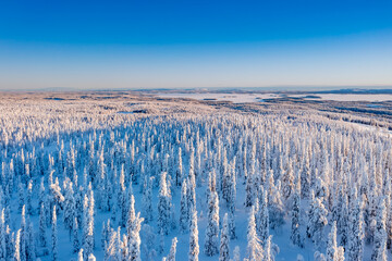 winter landscape with snow