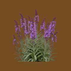 purple orchid isolated on black.