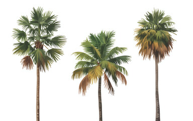 Obraz premium Three Palm Trees with Green and Yellowing Fronds on White Background Keywords: palm tree, tropical, tree, nature, green, yellow, fronds, isolated, white background, summer, vacation, beach, exotic