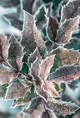mahonia leaf coated with winter frost macro seasonal design