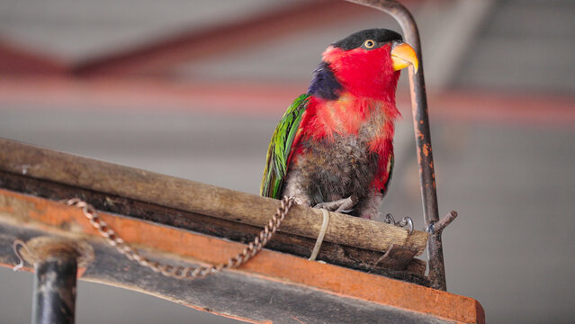 wild black-capped lory, lorius lory, an indonesian parrot found in New Guinea,  chained on a perch in captivity, in indonesia, bird tethering, feather plucking