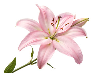 Fototapeta premium pink lily isolated on white