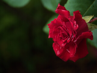 6月に美しく咲いた真紅のバラの花「シモーヌ・ヴェイユ」