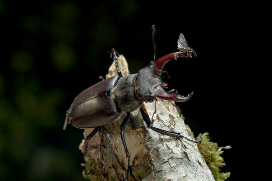 Lucanus cervus on a summer day in Asturias, Spain