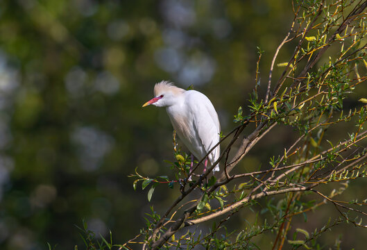 Bubulcus ibis resting on a branch in Asturias summer